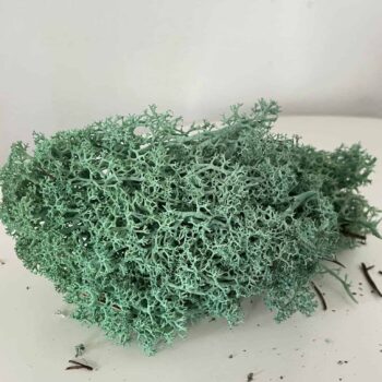 Preserved Reindeer Moss – Pacific Green Made with Moss plant decoration 3