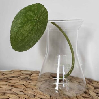 Lab Beakers for propagation | Conical or Straight Plant Accessories propagation station 2