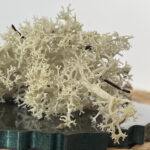 Icelandic Reindeer Moss - Freeze Dried Block 100g
