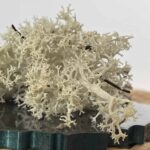 Icelandic Reindeer Moss - Freeze Dried Block 100g