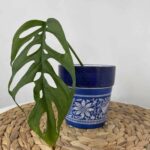 Marina Planters, Dutch Style for pots up to 9cm