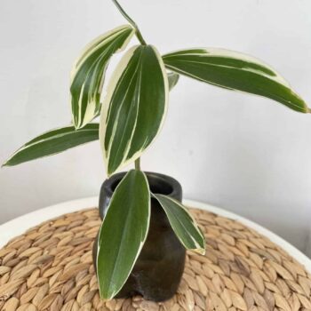 Costus Arabicus – Variegated Spiral Ginger UNROOTED CUTTINGS Cuttings