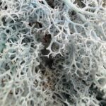 Preserved Reindeer Moss Ice Blue BULK