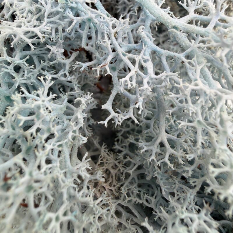 Preserved Reindeer Moss Ice Blue BULK Preserved Reindeer Moss Ice Blue BULK