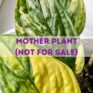 mother plant pictures