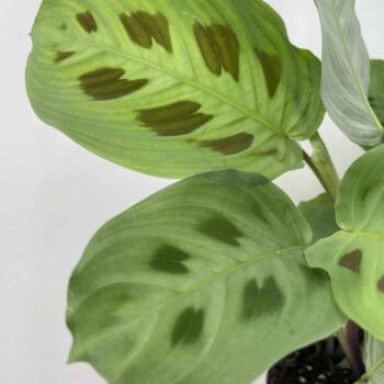 Maranta Leuconeura Kerchoveana 12cm pot | Prayer plant Houseplants 12cm pot 2