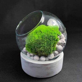 Preserved Moss Fish Bowl on Cement Base Artwork fishbowl moss bowl 2