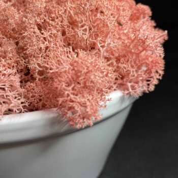 Preserved Moss Bowl | Pink Reindeer Moss | White Bowl Artwork premade moss bowl 2