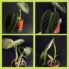 Philodendron Melanochrysum B