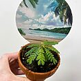 biophytum sensitivum sensitive plant in 9cm terracotta pot