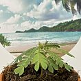 biophytum sensitivum sensitive plant in 9cm terracotta pot
