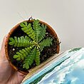 biophytum sensitivum sensitive plant in 9cm terracotta pot