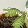 biophytum sensitivum sensitive plant in 9cm terracotta pot