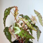 Begonia Amphioxus 6cm pot