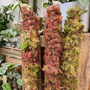 Extendable Fresh Sphagnum Moss Pole Made with Moss extendable