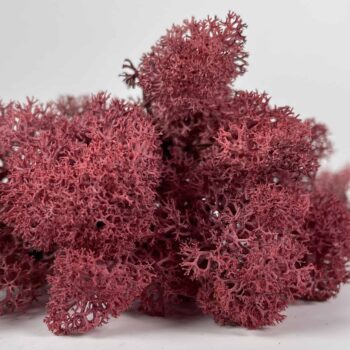 Preserved Reindeer Moss – Wine Made with Moss plant decoration