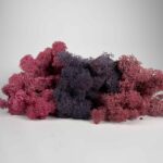 Preserved Reindeer Moss Themed Colour Sets DUSK