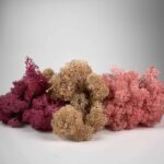 Preserved Reindeer Moss Themed Colour Sets SUNSET