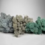 Preserved Reindeer Moss Themed Colour Sets OCEAN