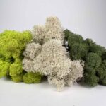 Preserved Reindeer Moss Themed Colour Sets MOSS GARDEN