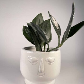White head planter for 9cm pots Plant Accessories 9cm planter 2