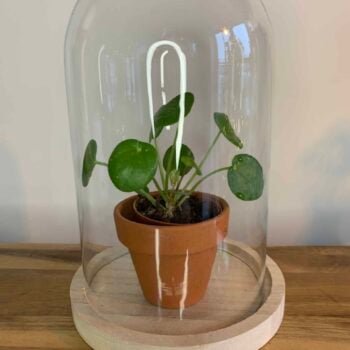 Cloche