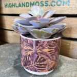 Purple Jungle Planter for 9cm pots