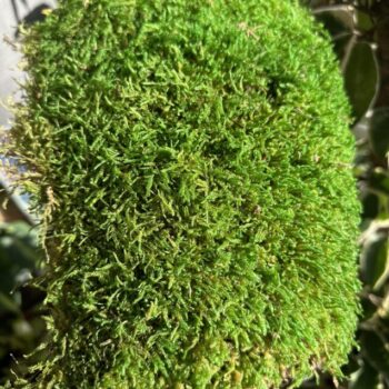 Preserved Natural Green Carpet Sheet Moss Hypnum Preserved Moss carpet moss 2