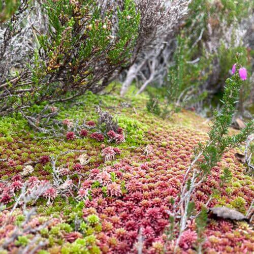 fresh scottish sphagnum moss