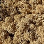 Preserved Reindeer Moss PEACH