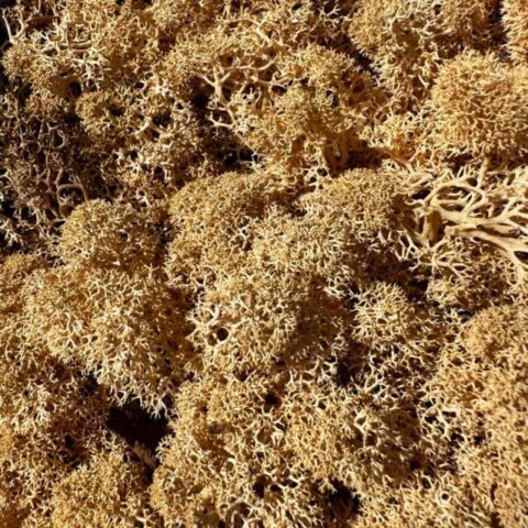 preserved reindeer moss peach