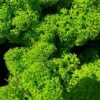 Preserved Reindeer Moss GRASS GREEN LIGHT BULK