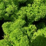 Preserved Reindeer Moss GRASS GREEN LIGHT BULK