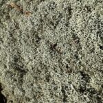 Preserved Reindeer Moss GREY BULK