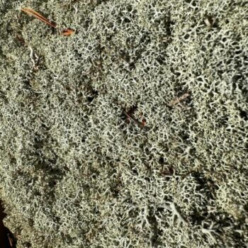 Preserved Reindeer Moss GREY Made with Moss grey 2