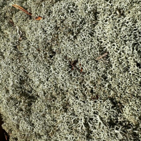 preserved reindeer moss peach