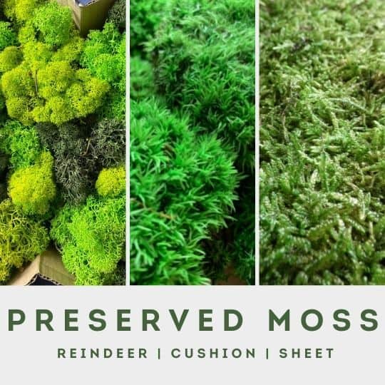 preserved moss menu block