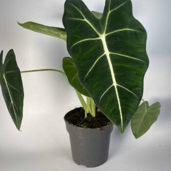 Alocasia Frydek in 14cm pot Houseplants 14cm plant 2