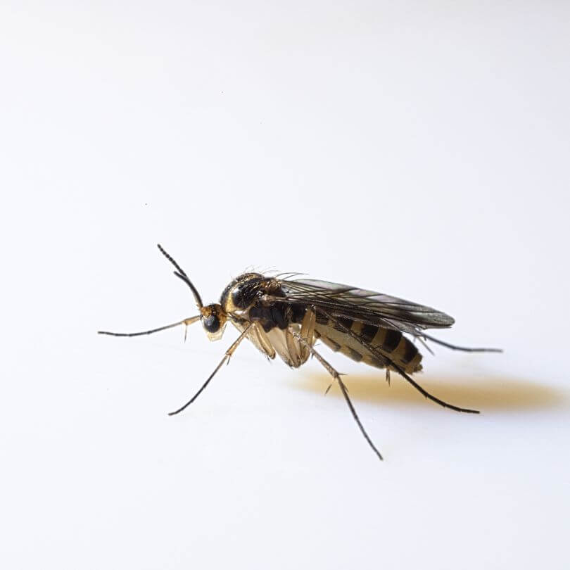 Noticed black tiny flies in your terrarium? These are likely fungus gnats! Learn how to spot, remove, and prevent fungus gnats naturally