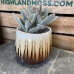 Ceramic Vintage Vibes Brown Planter for 9cm pots