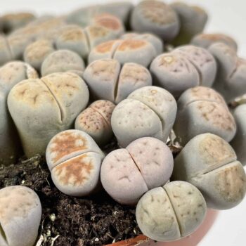Lithops – Living Stones Houseplants 8.5cm plant
