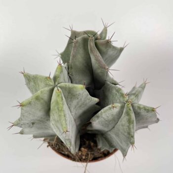Stenocereus Pruinosus Gray Ghost Cactus Houseplants 5.5cm plant