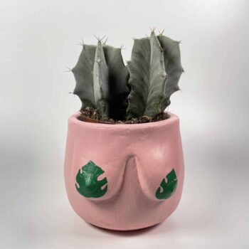Stenocereus Pruinosus Gray Ghost Cactus Houseplants 5.5cm plant 2