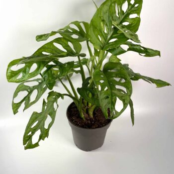 Monstera Adansonii 12cm | Monkey Mask Houseplants 12cm plant 2