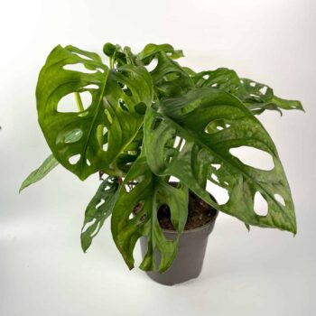 Monstera Adansonii 12cm | Monkey Mask Houseplants 12cm plant