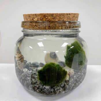 Two Marimo Moss Ball Jar With Cork Marimo Moss marimo moss