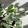 IMG_9206