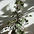 IMG_9210
