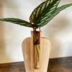 Simple Wood Propagation Station Vase