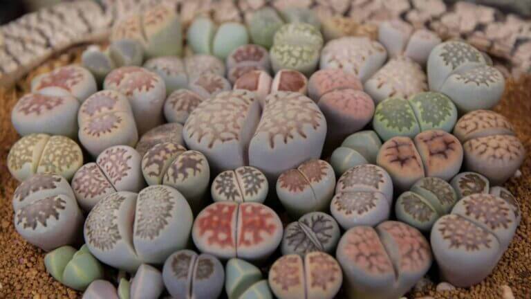 Lithops Care Guide